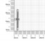 Пряжка 20х20 мм 2,8 мм никель роллинг D