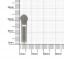 Бегунок для молнии тип 3 витая Х никель 5174